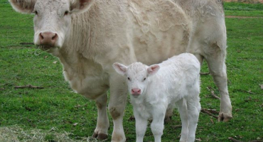 Plemeno krav charolais a jeho užitkovost